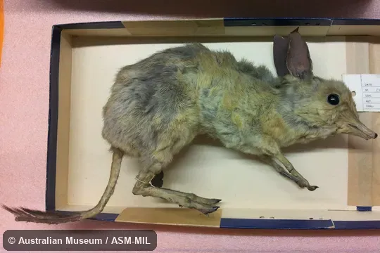 Museum specimen taken at Australia, VIC, Murray River Museum specimen taken at Australia, VIC, Murray River