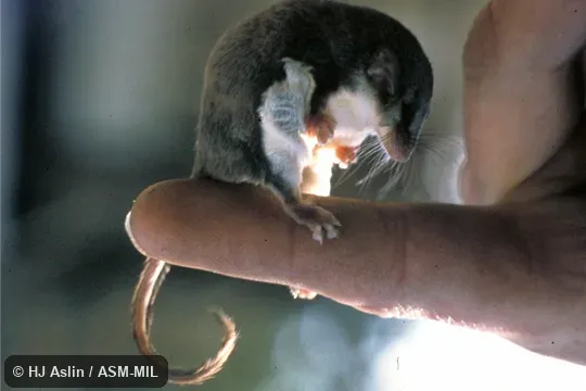 Side view, perched on person's finger. Also as Dusky Feathertail Glider|Feathertail Glider|Flying Mouse|Pygmy Glider|Pygmy Gliding Possum|Pigmy Phalanger. Side view, perched on person's finger. Also as Dusky Feathertail Glider|Feathertail Glider|Flying Mouse|Pygmy Glider|Pygmy Gliding Possum|Pigmy Phalanger.