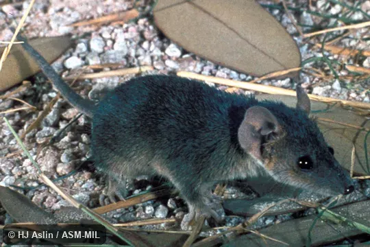 Oblique view of captive. Also as Pygmy Planigale. Oblique view of captive. Also as Pygmy Planigale.