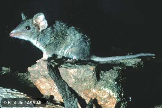 Side view. Also as Macleay's Marsupial Mouse|Stuart's Antechinus. Side view. Also as Macleay's Marsupial Mouse|Stuart's Antechinus.