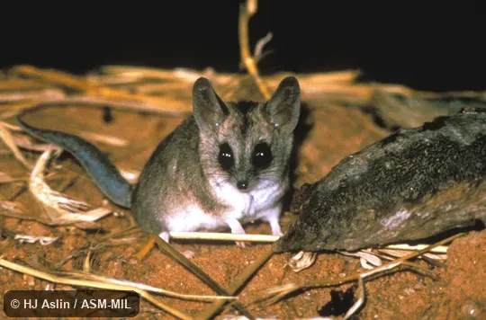 Front view of captive, tail visible. Also as Fat-tailed Marsupial Mouse. Front view of captive, tail visible. Also as Fat-tailed Marsupial Mouse.