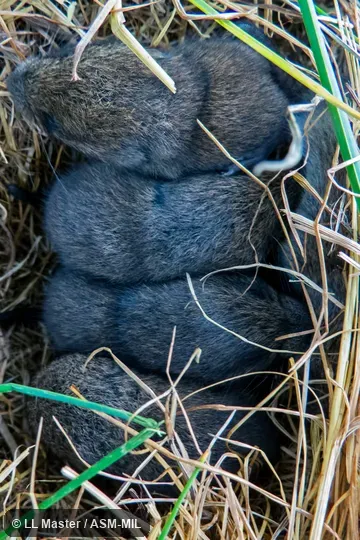 Litter huddling together in grass. Identification based on geography. Litter huddling together in grass. Identification based on geography.