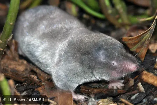 Formerly Soricomorpha. Also as Giant Mole Shrew. Formerly Soricomorpha. Also as Giant Mole Shrew.