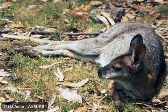 Animal lying on side. Formerly Macropus rufogriseus. Also as Brush Kangaroo|Brush Wallaby|Brusher|Eastern Brush Wallaby. Animal lying on side. Formerly Macropus rufogriseus. Also as Brush Kangaroo|Brush Wallaby|Brusher|Eastern Brush Wallaby.