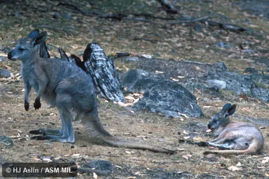 Female with large juvenile (not in pouch). Formerly Macropus robustus. Also as Hill Kangaroo|Hill Wallaroo|Red Wallaroo|Roan Wallaroo|Eastern Wallaroo|Barrow Island Euro|Euro|Northern Wallaroo|Barrow Island Wallaroo|Woodward's Wallaroo. Female with large juvenile (not in pouch). Formerly Macropus robustus. Also as Hill Kangaroo|Hill Wallaroo|Red Wallaroo|Roan Wallaroo|Eastern Wallaroo|Barrow Island Euro|Euro|Northern Wallaroo|Barrow Island Wallaroo|Woodward's Wallaroo.