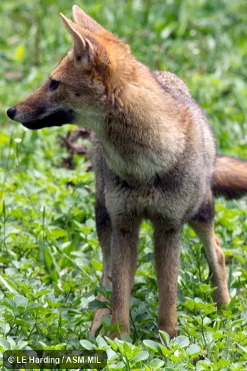 Adult standing, looking to its right. Formerly as Lycalopex gymnocercus. Also as Azara's Fox. Adult standing, looking to its right. Formerly as Lycalopex gymnocercus. Also as Azara's Fox.