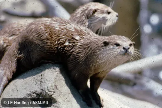 Individual in the London Zoo. Also as European Otter. Individual in the London Zoo. Also as European Otter.