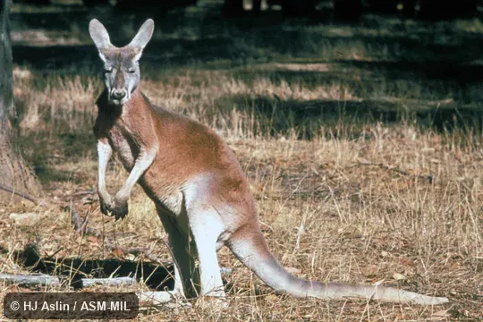 Side view, standing on hind feet and tail. Formerly Macropus rufus. Also as Blue Flier|Plains Kangaroo. Side view, standing on hind feet and tail. Formerly Macropus rufus. Also as Blue Flier|Plains Kangaroo.