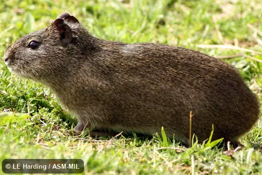 Adult foraging on grass Adult foraging on grass