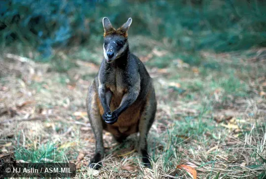 Front view, animal standing on hind feet and tail. Also as Black-tailed Wallaby|Black Stinker|Black Wallaby|Stinker. Front view, animal standing on hind feet and tail. Also as Black-tailed Wallaby|Black Stinker|Black Wallaby|Stinker.