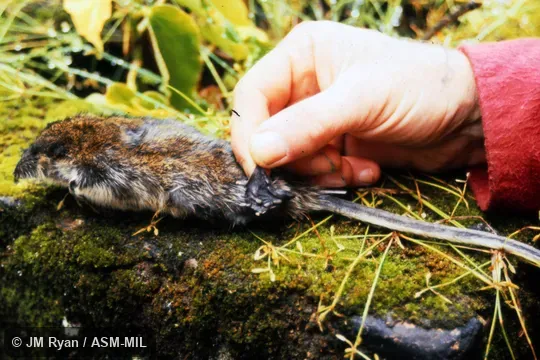 Formerly Limnogale mergulus. Also as Aquatic Tenrec|Otter Shrew. Formerly Limnogale mergulus. Also as Aquatic Tenrec|Otter Shrew.
