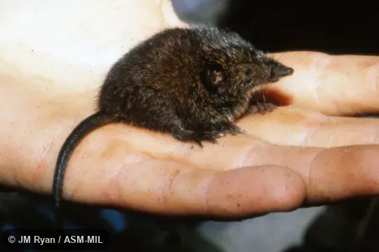 Formerly Microgale talazaci. Also as Talzac's Shrew Tenrec. Formerly Microgale talazaci. Also as Talzac's Shrew Tenrec.