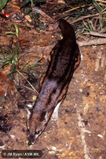 Also as Spotted Fanaloka|Tombokatosody|Tomkasodina|Tambosadina|Kavahy|Fanaloka. Also as Spotted Fanaloka|Tombokatosody|Tomkasodina|Tambosadina|Kavahy|Fanaloka.