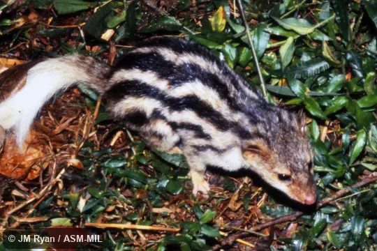 Galidictis fasciata fasciata. Also as Broad-striped Malagasy Mongoose · Broad-striped Vontsira|Vontsira Fotsy|Bakiaka Betanimena|Bakiaka Belemboka. Galidictis fasciata fasciata. Also as Broad-striped Malagasy Mongoose · Broad-striped Vontsira|Vontsira Fotsy|Bakiaka Betanimena|Bakiaka Belemboka.