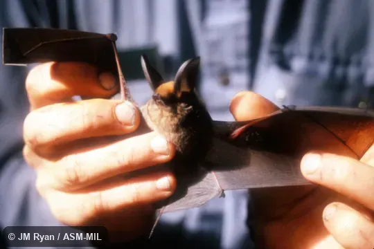 Also as Madagascar Sucker-footed Bat. Also as Madagascar Sucker-footed Bat.