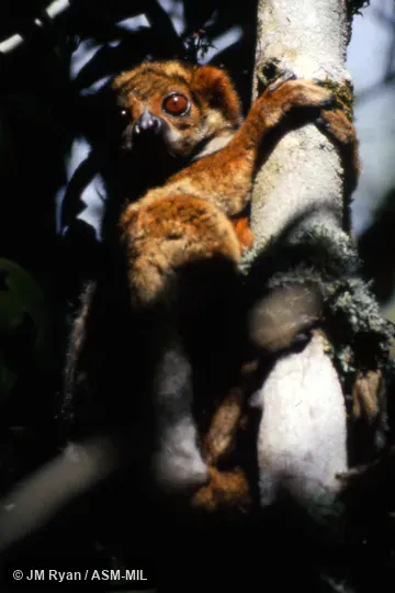 Also as Eastern Avahi|Gmelin's Woolly Lemur. Also as Eastern Avahi|Gmelin's Woolly Lemur.