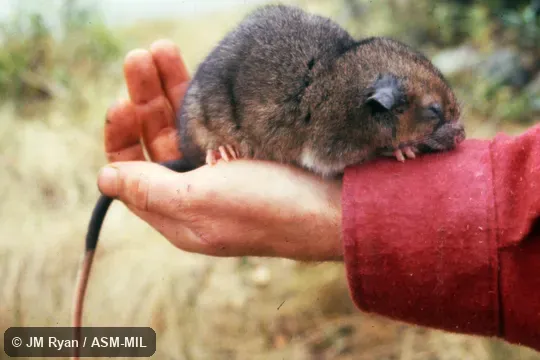 Also as White-tailed Antsangy. Also as White-tailed Antsangy.