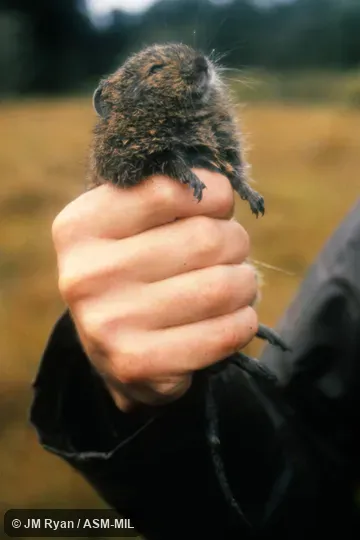 Also as Betsileo Short-tailed Rat|Lesser Short-tailed Rat. Also as Betsileo Short-tailed Rat|Lesser Short-tailed Rat.