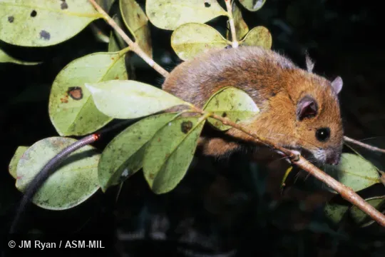 Also as Lesser Tuft-tailed Rat. Also as Lesser Tuft-tailed Rat.