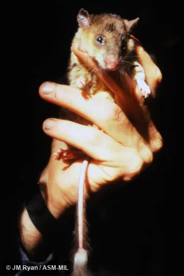 Also as Webb's Tuft-tailed Rat. Also as Webb's Tuft-tailed Rat.