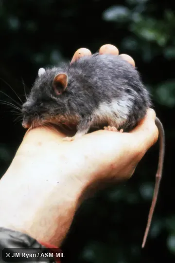 Also as Voalavoanala. Also as Voalavoanala.