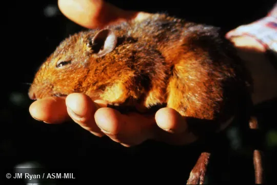 Also as Eastern Red Forest Rat|Rufous Nesomys. Also as Eastern Red Forest Rat|Rufous Nesomys.