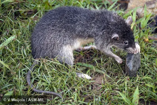 Holotype, PNGMAG 274363. Also as Admiralties Rat. Holotype, PNGMAG 274363. Also as Admiralties Rat.