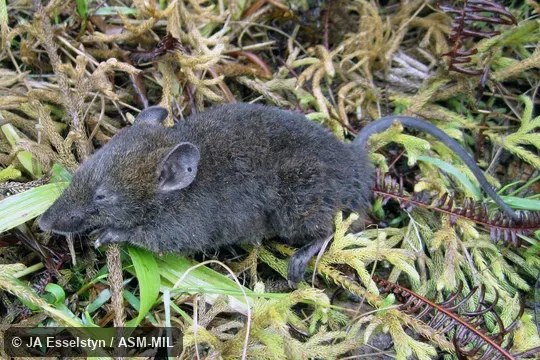 Also as Diurnal Sulawesi Shrew Rat|Sulawesi Shrew Rat. Also as Diurnal Sulawesi Shrew Rat|Sulawesi Shrew Rat.