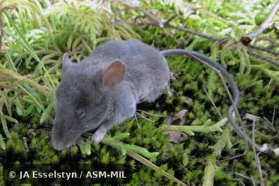 FMNH 213450. Also as Long-tailed Shrew Rat. FMNH 213450. Also as Long-tailed Shrew Rat.