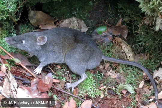 FMNH 213145. Also as Tate's Shrew Rat. FMNH 213145. Also as Tate's Shrew Rat.