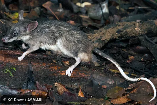 NMV C37808. Also as Central Sulawesi Echiothrix. NMV C37808. Also as Central Sulawesi Echiothrix.