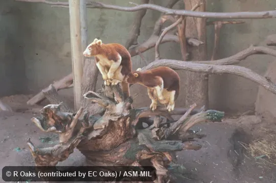 Oblique view of two captives (could be M. goodfellowi). Also as Matschie's Tree Kangaroo. Oblique view of two captives (could be M. goodfellowi). Also as Matschie's Tree Kangaroo.