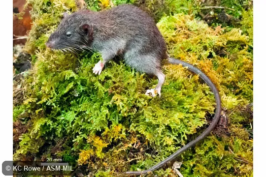 Holotype, MZB 37399 Holotype, MZB 37399