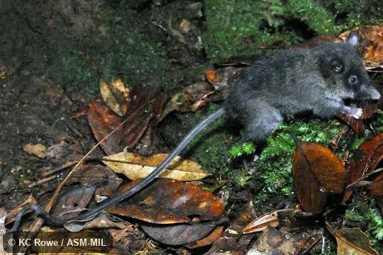 Also as Sommer's Rat. Also as Sommer's Rat.