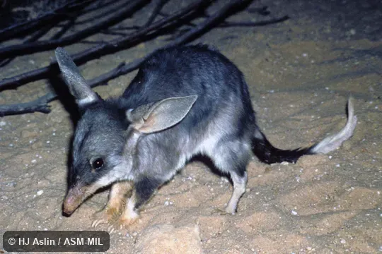 Oblique view of captive from Warburton Range, W Australia. Also as Bilby|Dalgyte|Greater Rabbit-eared Bandicoot|Pinkie|Rabbit Bandicoot. Oblique view of captive from Warburton Range, W Australia. Also as Bilby|Dalgyte|Greater Rabbit-eared Bandicoot|Pinkie|Rabbit Bandicoot.
