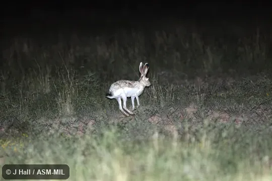 Lepus callotis gaillardi. Also as Beautiful-eared Jackrabbit|Gaillard Jackrabbit|Snow Sides. Lepus callotis gaillardi. Also as Beautiful-eared Jackrabbit|Gaillard Jackrabbit|Snow Sides.