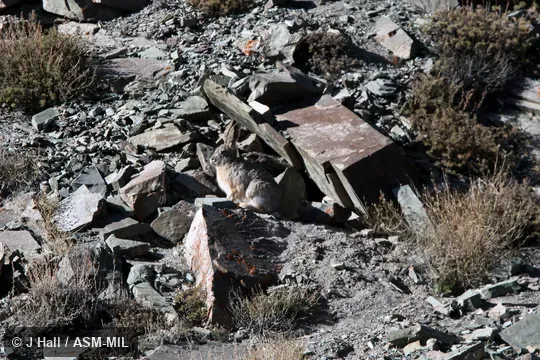 Lepus oiostolus hypsibius. Lepus oiostolus hypsibius.