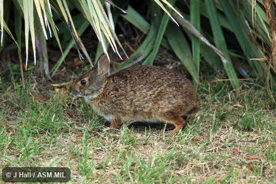 Sylvilagus palustris paludicola. Sylvilagus palustris paludicola.
