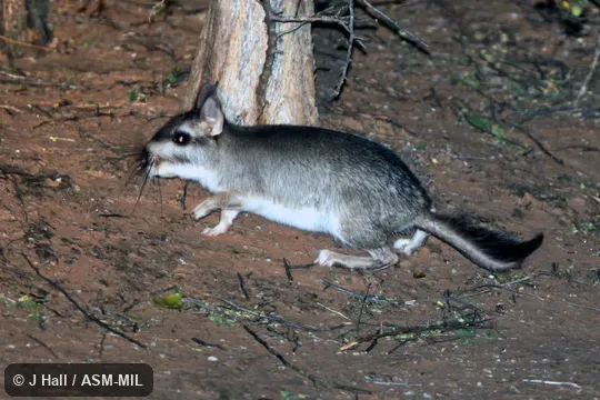 Also as Argentine Plains Viscacha|Plains Viscacha. Also as Argentine Plains Viscacha|Plains Viscacha.