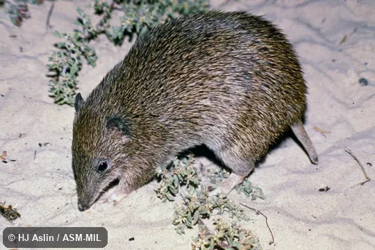 Oblique view of captive from Nuyts Archipelago, South Australia. Also as Brown Bandicoot|Southern Short-nosed Bandicoot|Nuyts Southern Brown Bandicoot. Oblique view of captive from Nuyts Archipelago, South Australia. Also as Brown Bandicoot|Southern Short-nosed Bandicoot|Nuyts Southern Brown Bandicoot.
