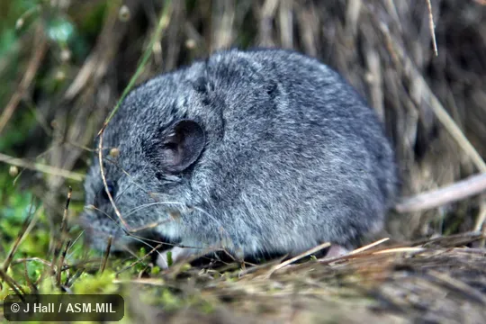 Also as Martino's Snow Vole|Balkan Snow Vole. Also as Martino's Snow Vole|Balkan Snow Vole.