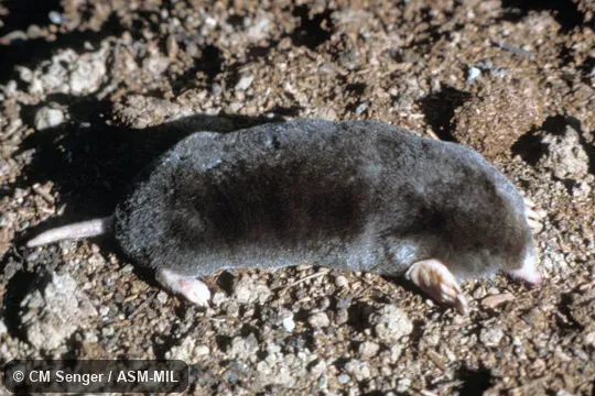 Dorsolateral view. Formerly Soricomorpha. Also as Coastal Mole|Pacific Mole|Red-footed Mole. Dorsolateral view. Formerly Soricomorpha. Also as Coastal Mole|Pacific Mole|Red-footed Mole.