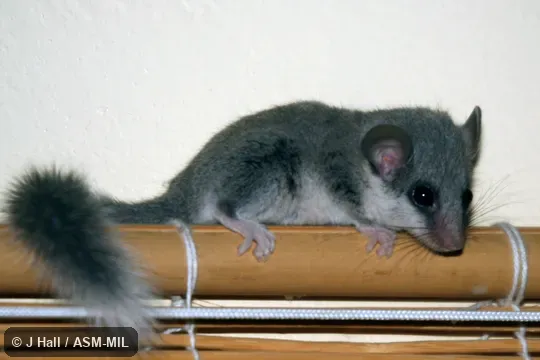 Also as Noack's African Dormouse|Small-eared African Dormouse|Woodland Dormouse. Also as Noack's African Dormouse|Small-eared African Dormouse|Woodland Dormouse.