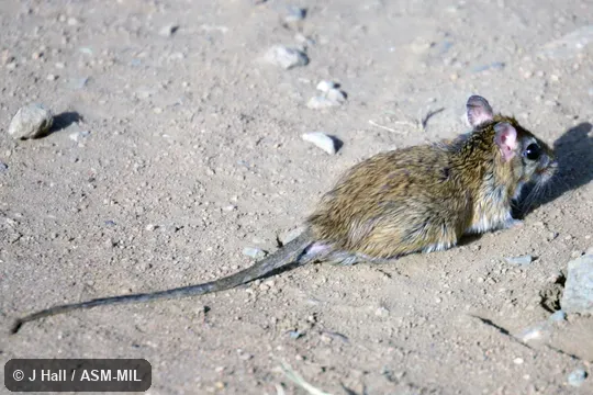 Gerbilliscus robustus image
