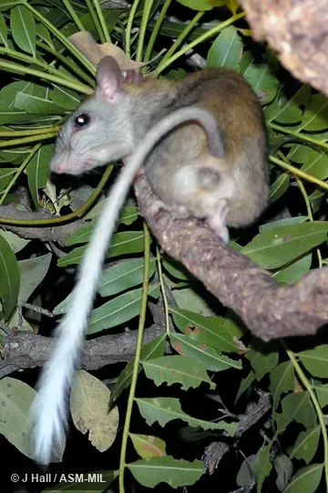 Also as Golden-backed Mesembriomys. Also as Golden-backed Mesembriomys.