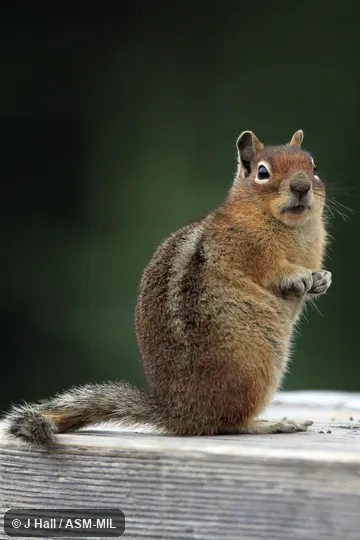 Formerly as Spermophilus saturatus. Formerly as Spermophilus saturatus.