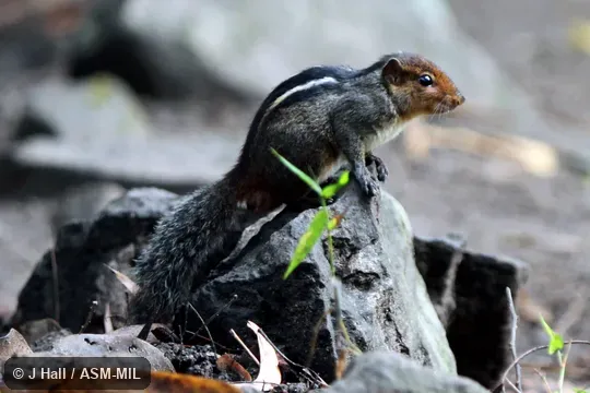 Also as Jungle Striped Squirrel|Western Ghats Squirrel|Western Ghats Striped Squirrel. Also as Jungle Striped Squirrel|Western Ghats Squirrel|Western Ghats Striped Squirrel.
