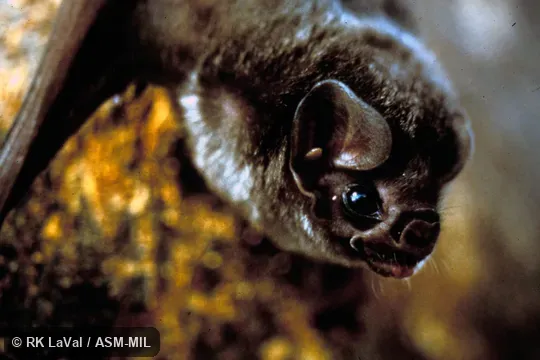 Close-up of head, oblique view Close-up of head, oblique view