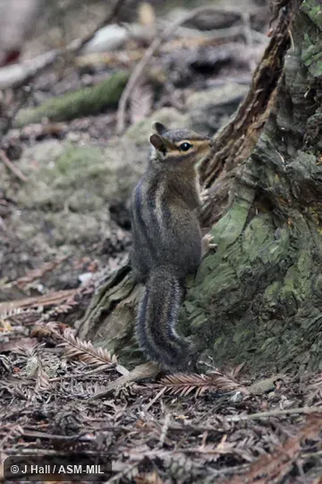 Formerly Tamias ochrogenys. Also as Redwood Chipmunk. Formerly Tamias ochrogenys. Also as Redwood Chipmunk.