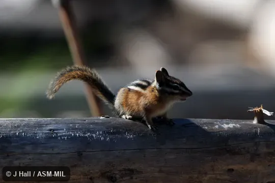 Formerly Tamias ruficaudus. Formerly Tamias ruficaudus.